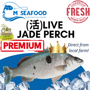 M Seafood Live Australia Jade Perch