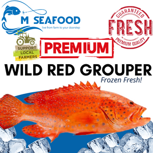 M Seafood Wild Red Grouper