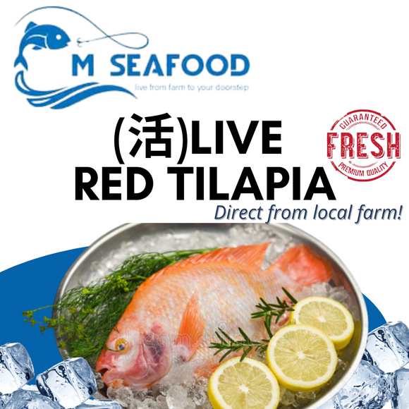 M Seafood Live Red Tilapia
