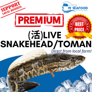 M Seafood Live Snakehead
