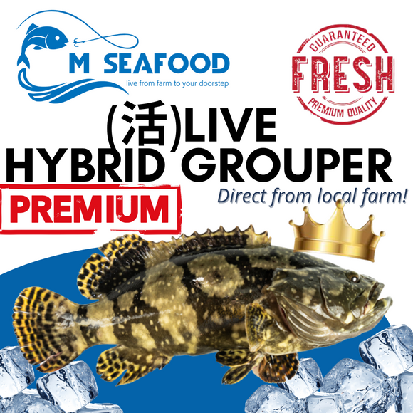 M Seafood Live Hybrid Grouper
