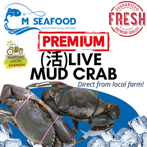 M Seafood Live Mud Crab