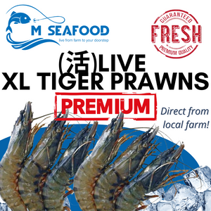 M Seafood Live Tiger Prawn XL