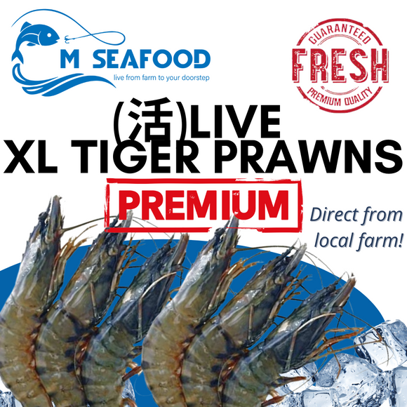 M Seafood Live Tiger Prawn XL
